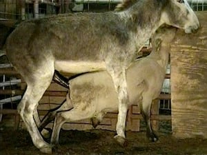Animal Sex