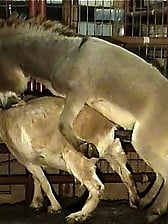 Farm animals are having amazing sex in the doggy style pose