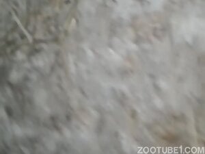 Hot zoophile dealing with lots of closeup penetration