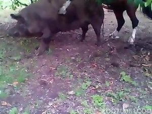 Horse fucks pig sow.