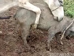 Donkey fucks pig